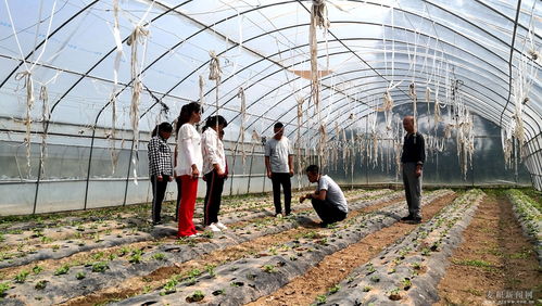 麥積區 科技特派員深入田間地頭，為蔬菜種植注入新動能