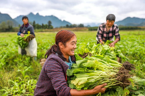 貴州綏陽(yáng) 秋冬蔬菜種植忙，鄉(xiāng)村振興正當(dāng)時(shí)